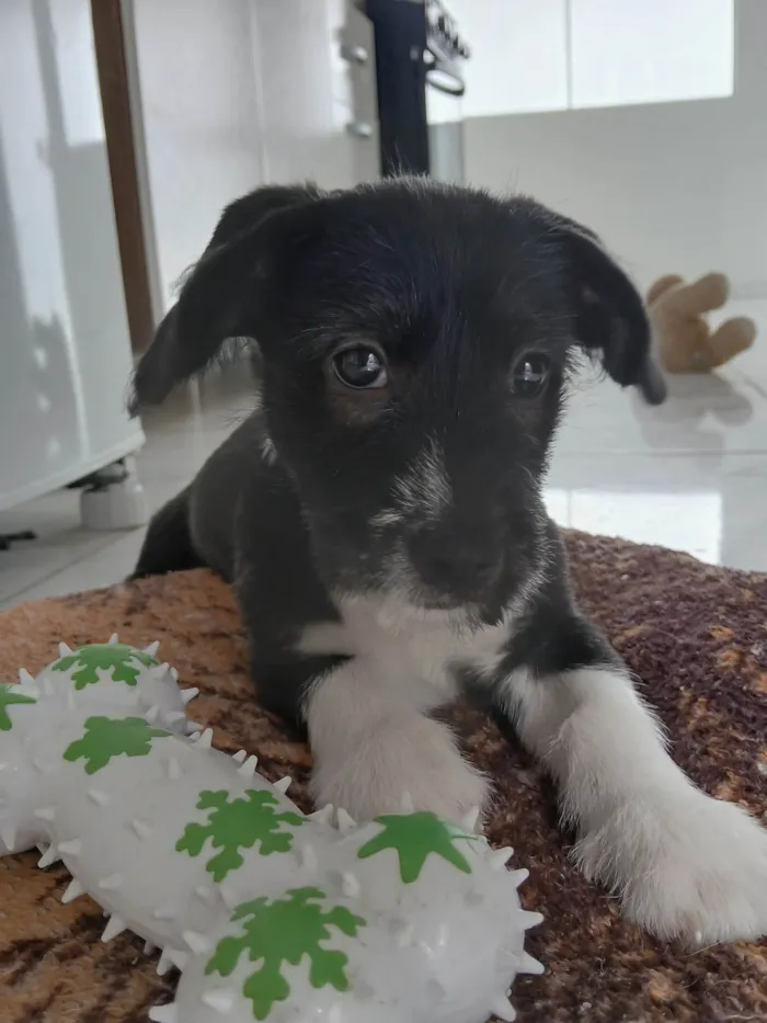 Cachorro ra a SRD-ViraLata idade 2 a 6 meses nome Toby