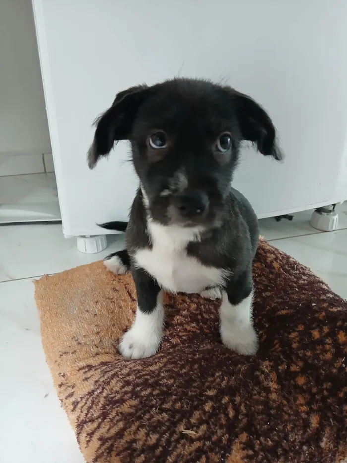 Cachorro ra a SRD-ViraLata idade 2 a 6 meses nome Toby