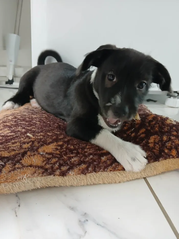 Cachorro ra a SRD-ViraLata idade 2 a 6 meses nome Toby