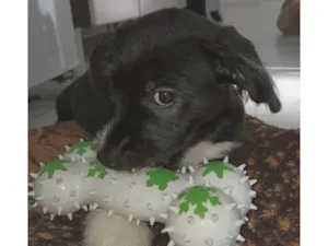 Cachorro ra a SRD-ViraLata idade 2 a 6 meses nome Toby