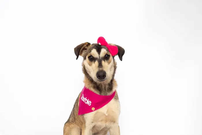 Cachorro ra a SRD-ViraLata idade 1 ano nome Mavie