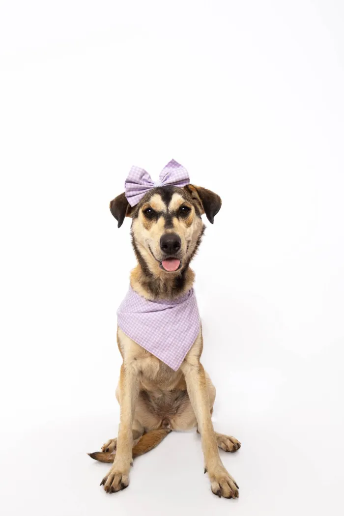 Cachorro ra a SRD-ViraLata idade 1 ano nome Mavie