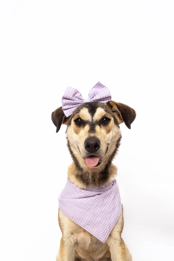 Cachorro ra a SRD-ViraLata idade 1 ano nome Mavie