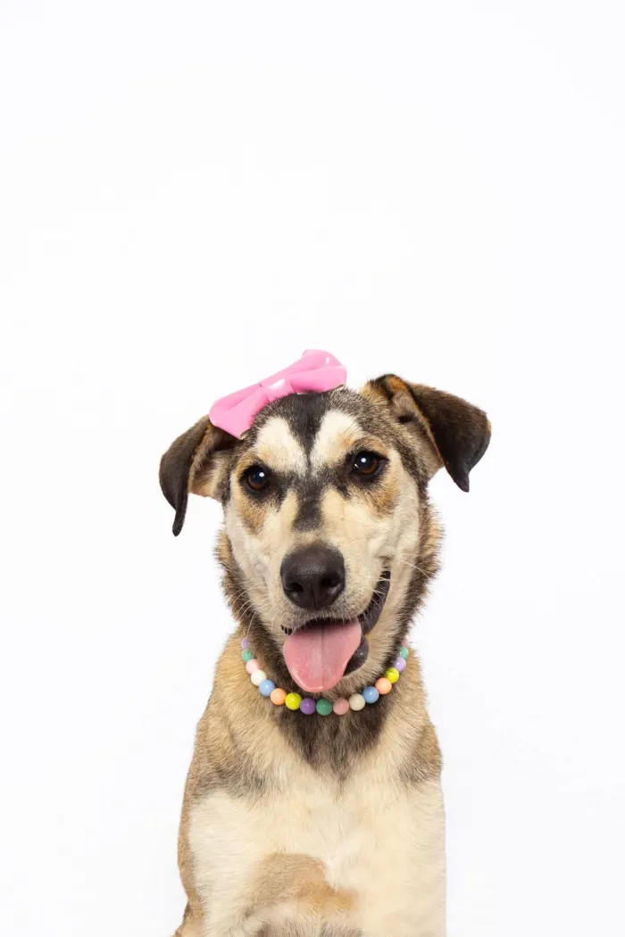 Cachorro ra a SRD-ViraLata idade 1 ano nome Mavie