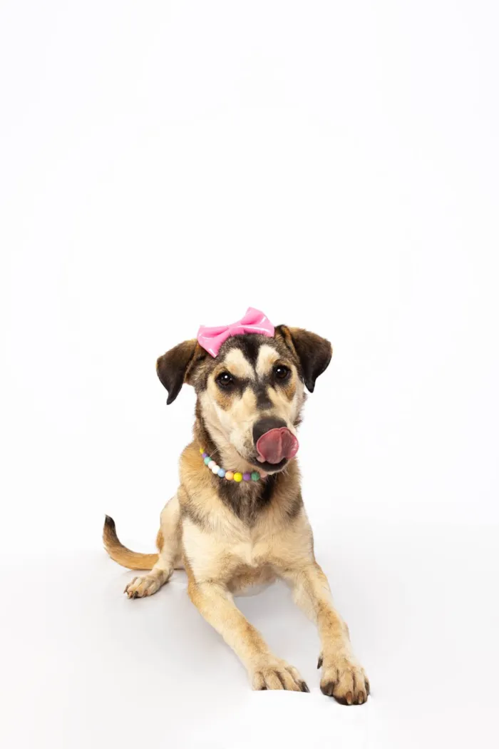 Cachorro ra a SRD-ViraLata idade 1 ano nome Mavie