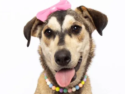 Cachorro raça SRD-ViraLata idade 1 ano nome Mavie