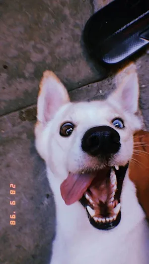 Cachorro raça Husky Siberiano idade 2 anos nome Luna