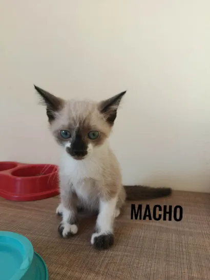 Gato raça SRD-ViraLata idade Abaixo de 2 meses nome Sem nome 