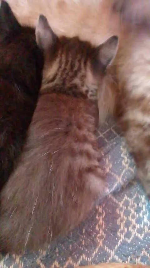 Gato ra a SRD-ViraLata idade 2 a 6 meses nome Lana