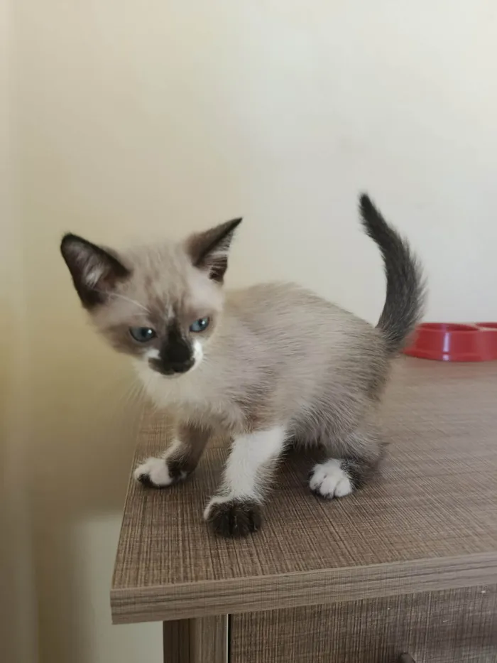 Gato ra a SRD-ViraLata idade Abaixo de 2 meses nome Sem nome 