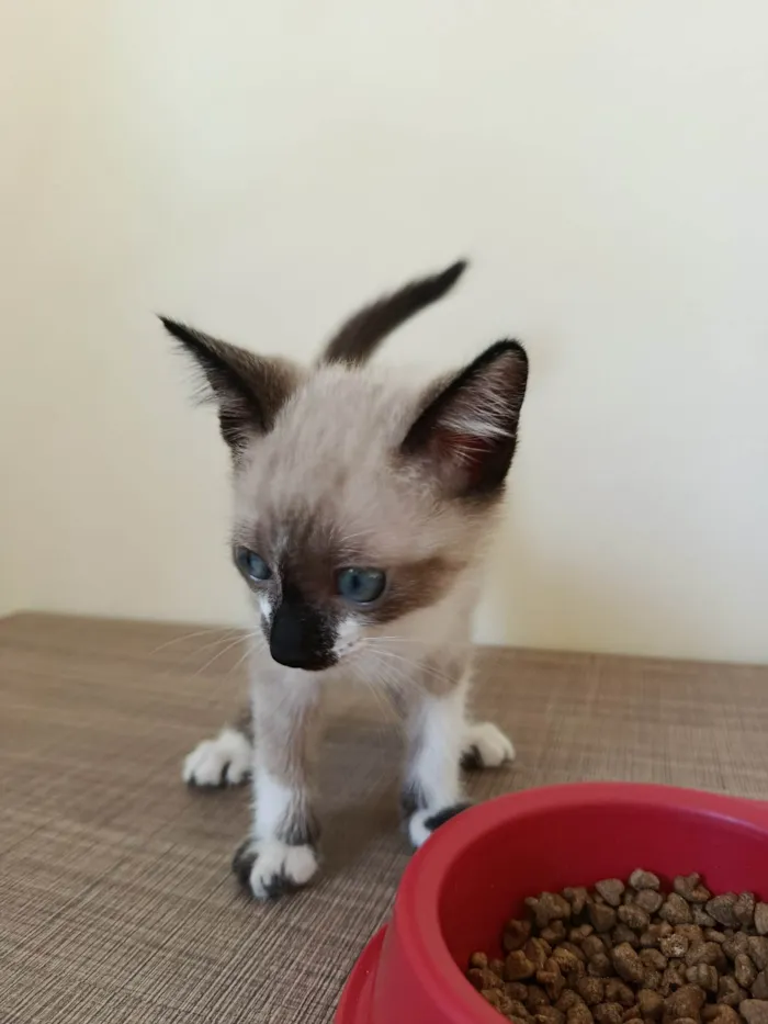 Gato ra a SRD-ViraLata idade Abaixo de 2 meses nome Sem nome 