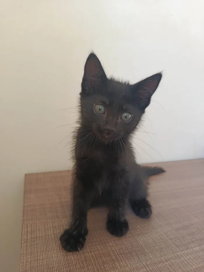 Gato ra a SRD-ViraLata idade Abaixo de 2 meses nome Sem nome 