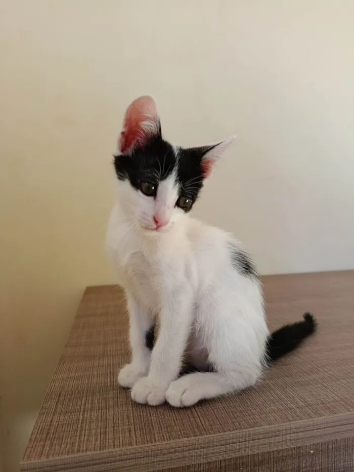 Gato ra a SRD-ViraLata idade Abaixo de 2 meses nome Sem nome 