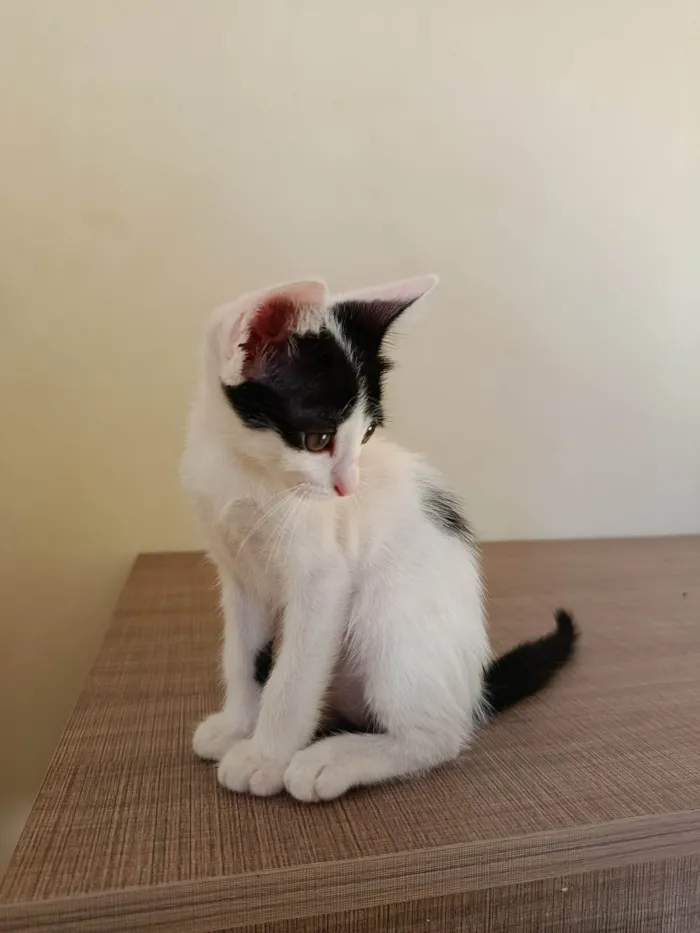 Gato ra a SRD-ViraLata idade Abaixo de 2 meses nome Sem nome 