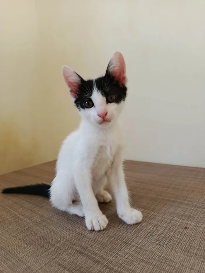 Gato ra a SRD-ViraLata idade Abaixo de 2 meses nome Sem nome 
