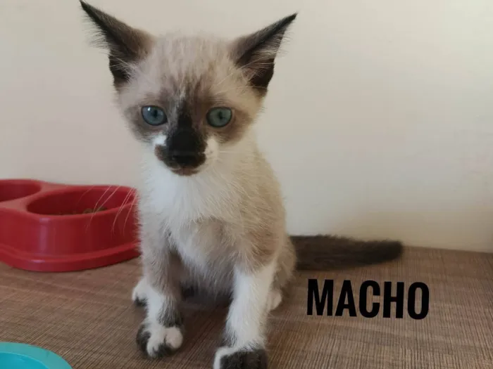 Gato ra a SRD-ViraLata idade Abaixo de 2 meses nome Sem nome 