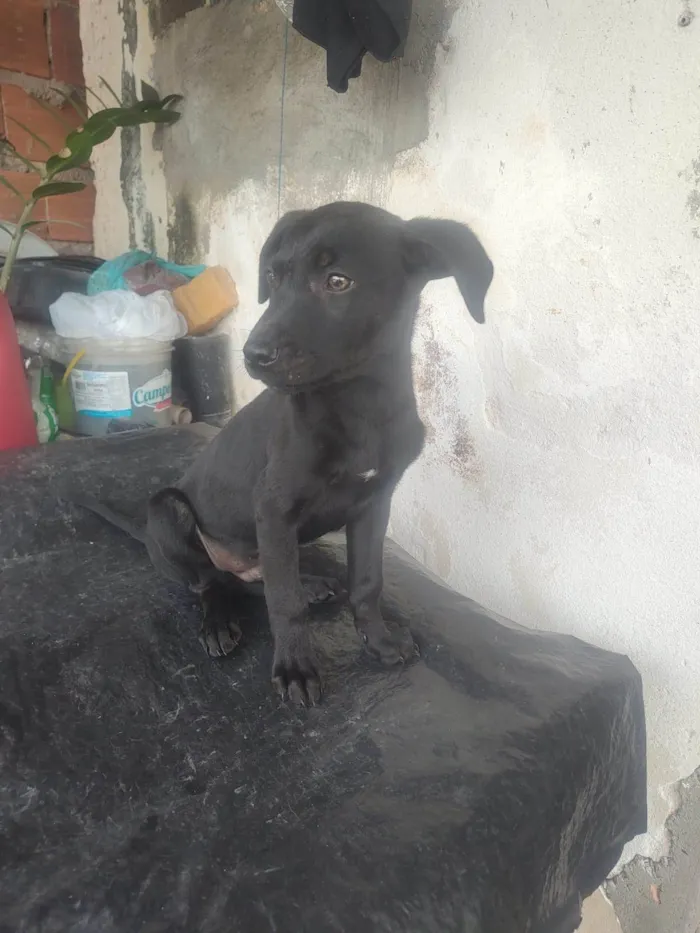 Cachorro ra a SRD-ViraLata idade 2 a 6 meses nome Sirius black 