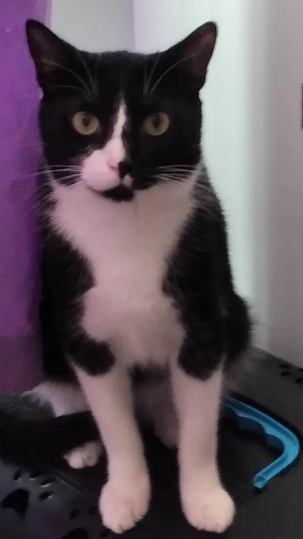 Gato ra a SRD-ViraLata idade 7 a 11 meses nome Karina Maia