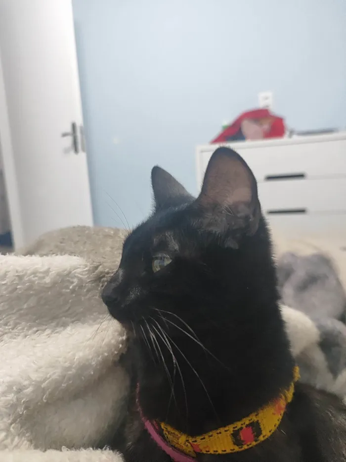 Gato ra a SRD-ViraLata idade 1 ano nome Meg