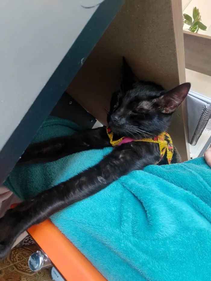 Gato ra a SRD-ViraLata idade 1 ano nome Meg