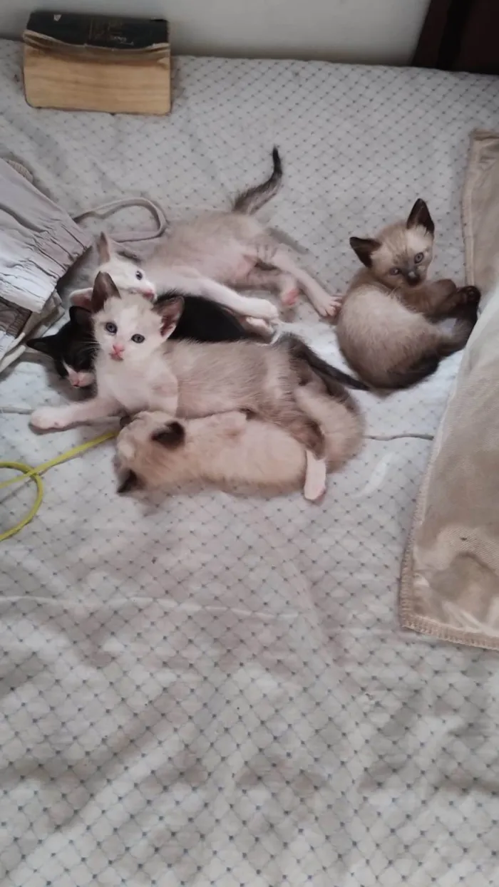 Gato ra a SRD-ViraLata idade Abaixo de 2 meses nome Sem nome