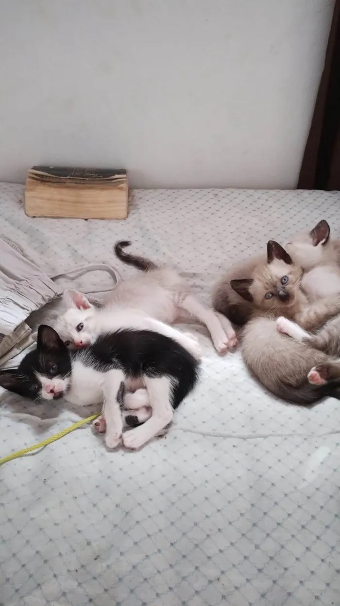 Gato ra a SRD-ViraLata idade Abaixo de 2 meses nome Sem nome