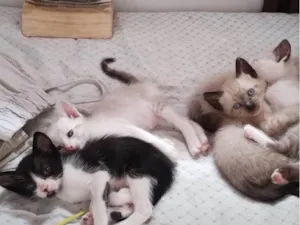 Gato raça SRD-ViraLata idade Abaixo de 2 meses nome Sem nome