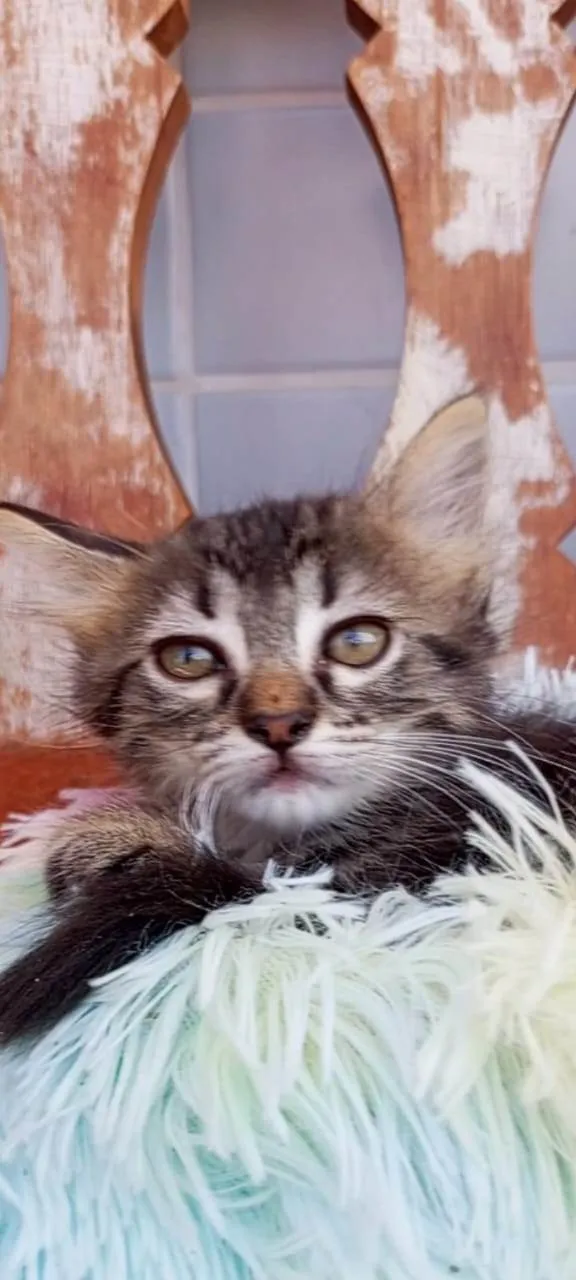 Gato ra a SRD-ViraLata idade 2 a 6 meses nome MANU