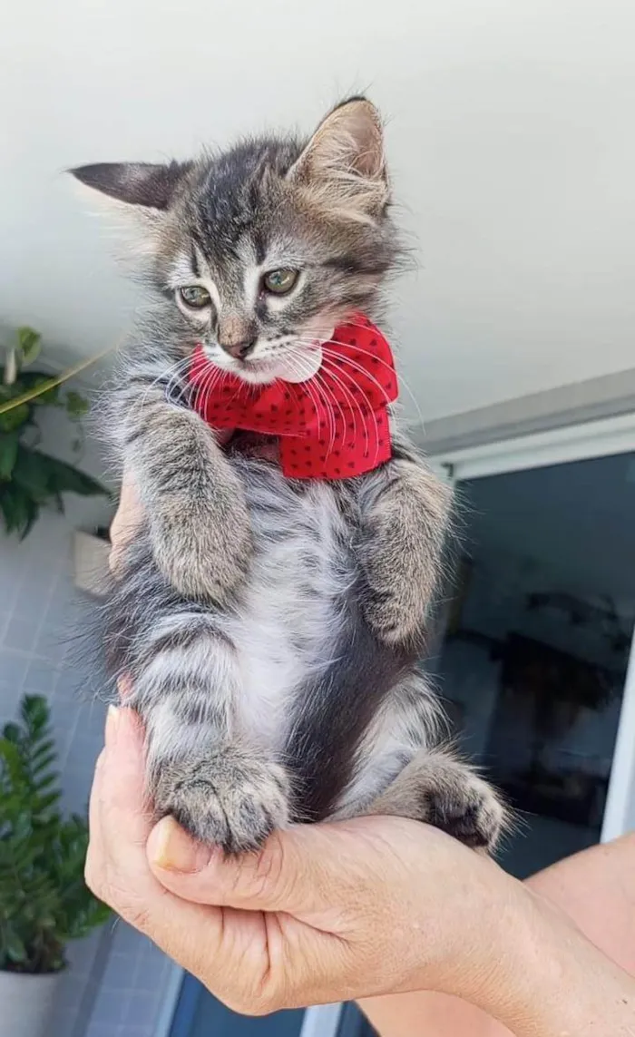 Gato ra a SRD-ViraLata idade 2 a 6 meses nome MANU