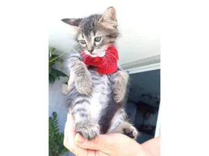 Gato raça SRD-ViraLata idade 2 a 6 meses nome MANU