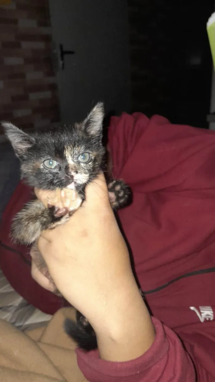 Gato ra a Siamês idade 2 a 6 meses nome margo