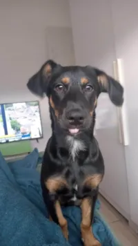 Cachorro raça SRD-ViraLata idade 2 a 6 meses nome Bóris 