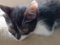 Gato raça SRD-ViraLata idade 2 a 6 meses nome felina