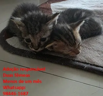 Gato raça SRD-ViraLata idade Abaixo de 2 meses nome Sem nome