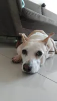 Cachorro ra a SRD-ViraLata idade 6 ou mais anos nome Babaloo 