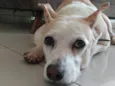 Cachorro ra a SRD-ViraLata idade 6 ou mais anos nome Babaloo 