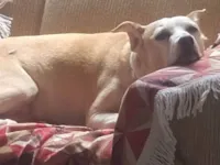 Cachorro ra a SRD-ViraLata idade 6 ou mais anos nome Babaloo 