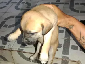 Cachorro raça Poodle idade Abaixo de 2 meses nome Não tem 