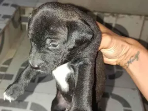 Cachorro raça Poodle idade Abaixo de 2 meses nome Não ten