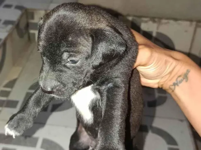 Cachorro ra a Poodle idade Abaixo de 2 meses nome Não ten