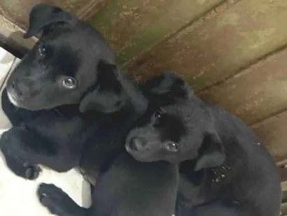 Cachorro raça SRD-ViraLata idade 2 a 6 meses nome Pretinha