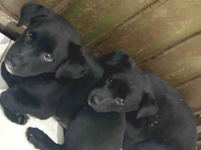 Cachorro ra a SRD-ViraLata idade 2 a 6 meses nome Pretinha