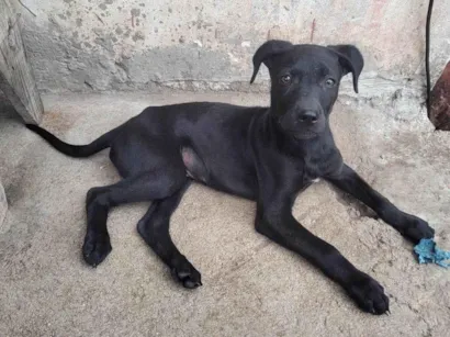 Cachorro ra a SRD-ViraLata idade 2 a 6 meses nome Sirius black 