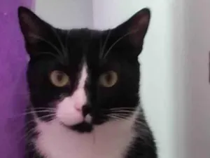 Gato raça SRD-ViraLata idade 7 a 11 meses nome Karina Maia