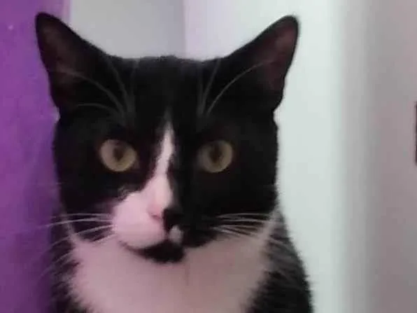 Gato ra a SRD-ViraLata idade 7 a 11 meses nome Karina Maia