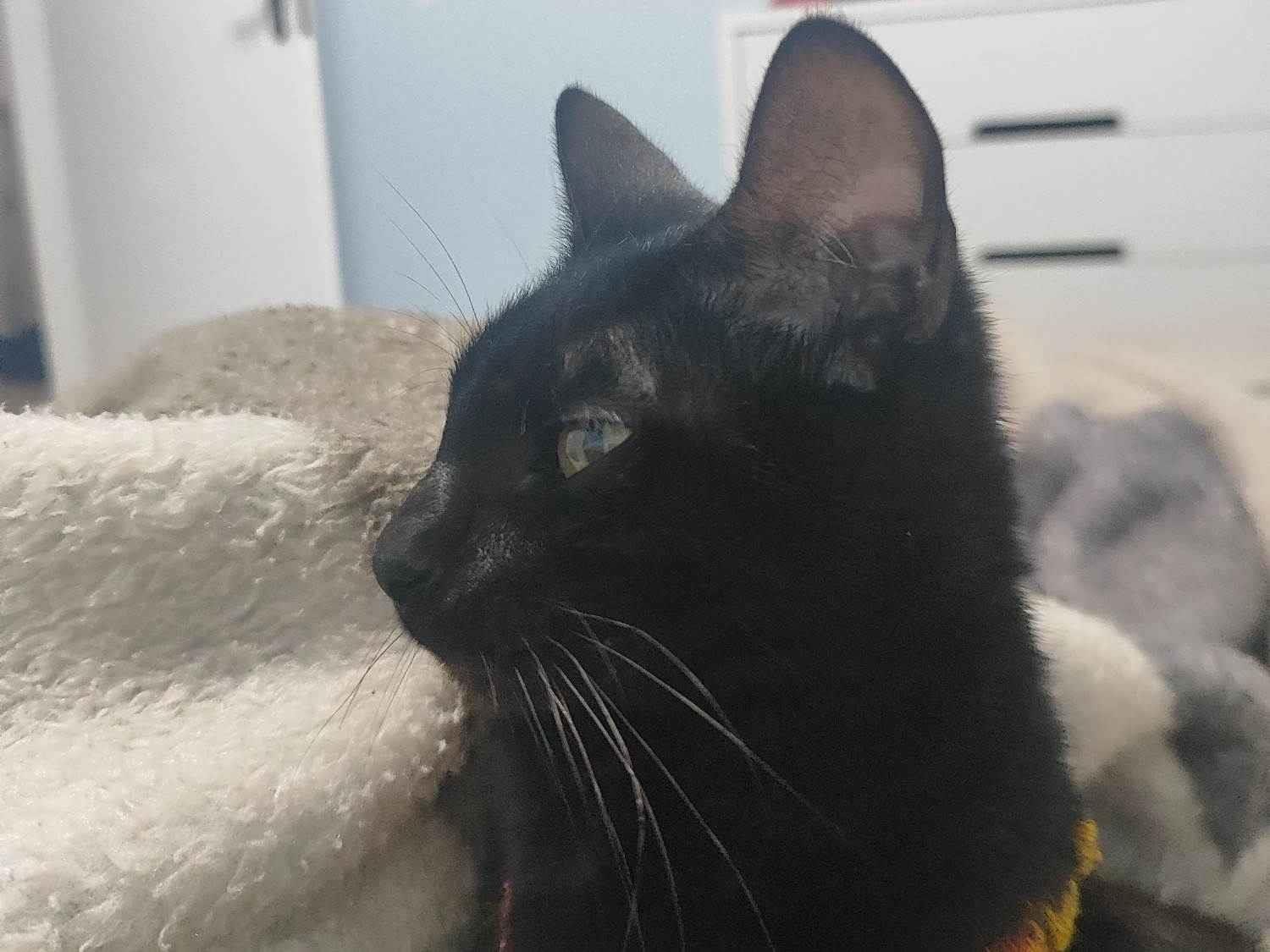 Gato raça SRD-ViraLata idade 1 ano nome Meg