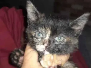 Gato raça Siamês idade 2 a 6 meses nome margo