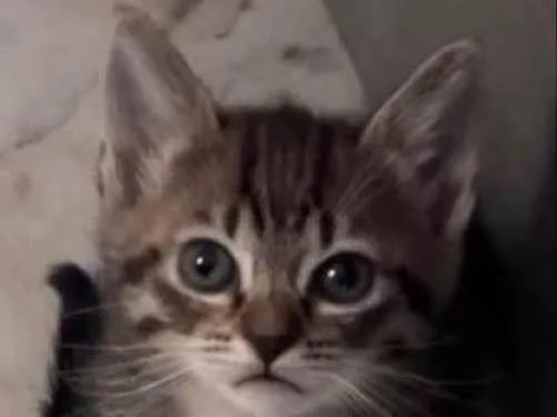 Gato ra a Siamês idade 2 a 6 meses nome Cacau