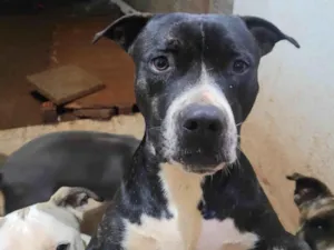 Cachorro raça Pit-Bull idade 1 ano nome Daikin 