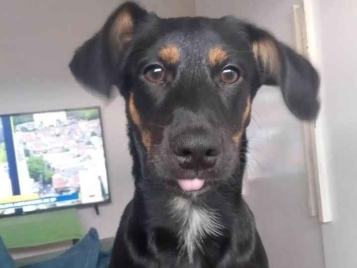 Cachorro ra a SRD-ViraLata idade 2 a 6 meses nome Bóris 